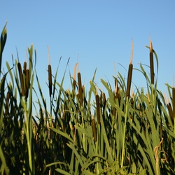 London/River Lea/DSC_0243.JPG